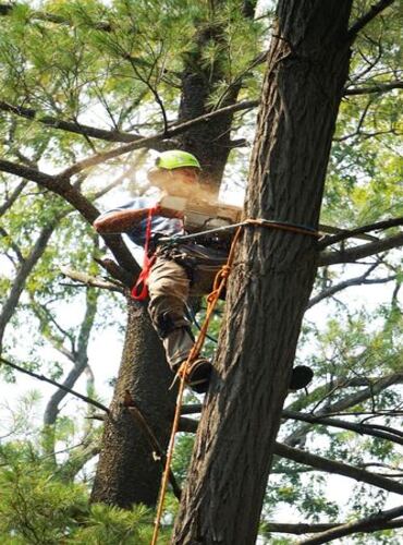 an expert arborist is climbing the tree doing tree cutting work while safely protected by the helmet and fixed equipment