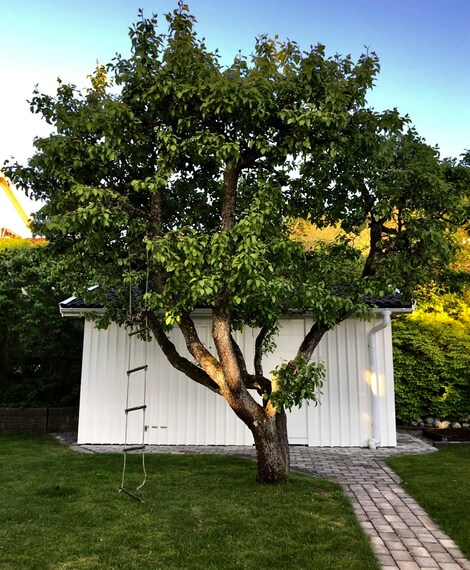 a short but healthy tree in front of the white garage in the backyard