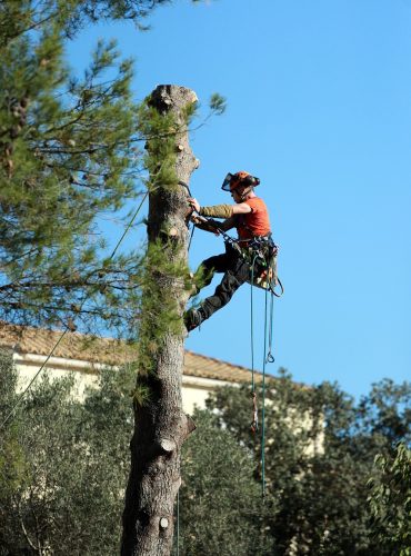 a certified arborist is climbing on the tree and trying to cut the tree to ensure the safety of the owner's property.